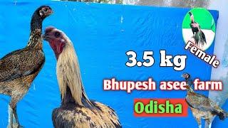BHUPESH BHAI !! ODISHA !! NEW UPDATE