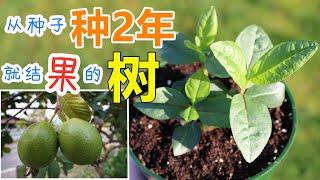 从种子种番石榴/芭乐, 快速经济型果树, 种子盆栽, 身边的种子19 How to grow guava from seeds (English Subtitle)