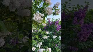 Волшебная сиреневая красота #flowers #spring #garden #relaxing
