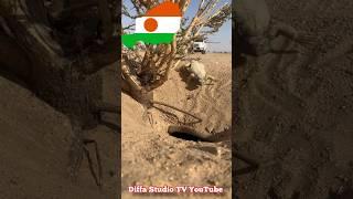 Niger ️