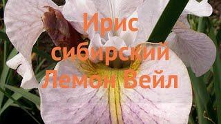 Ирис сибирский Лемон Вейл (iris sibirica lemon-veyl)  обзор: как сажать, луковицы ириса Лемон Вейл