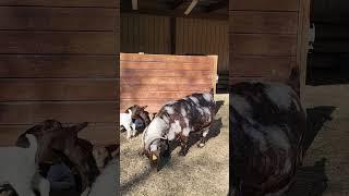 Dreamer & Her Cuties!#babygoats #boergoats #goat #goatlife #goatineveryday