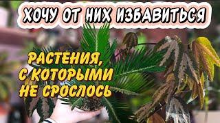 Хочу от них избавиться: 6 редких растений, о которых когда-то мечтал