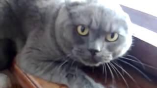 Самый злой кот в мире, который рычит | The angriest cat in the world is roaring