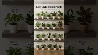 Top Low-Light Indoor Plants  | Perfect for Dark Corners!