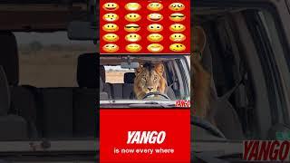 Yango Service !!! Here for you, wherever you are...