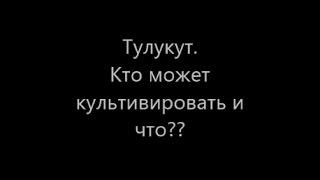 Тулукут. Кто может культивировать и что??