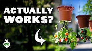 Grow Tomatoes Upside Down With This Simple Method 