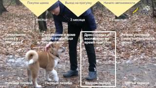 Educational Training Of A Puppy -1- When And What For