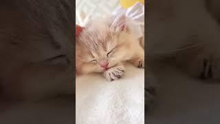 Best Funny Dogs And Cats Videos - Funniest Animals Videos 2023 #19 #shorts