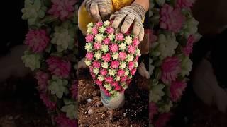 DIY Succulent Arrangement: Amazing Ideas for Your Home Garden Plants