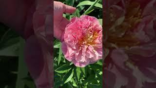 Peony'Kayleigh Ann" (Stanek , 2017) channel YouTube : PEONIES-ALL ABOUT THEM (ПІОНИ-ВСЕ ПРО НИХ)