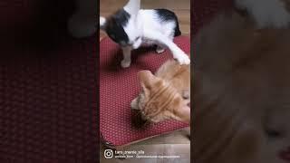 Смешные #забавныеживотные #смешныеживотные #киса #котики #котикивидео