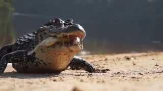 Giant Black Caiman Chase Hooked Vampire Fish and Piranha in the Amazon