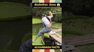 Big Leaf Fact Video | #kannada #facts #karnataka #amazing #youtubeshorts #trendingshorts