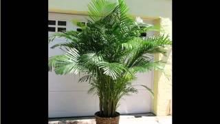 Areca Palm Indoor | House - Home Of Indoor & Office Plants Picture Collection