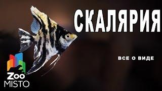 Скалярии - Все о виде рыбы | Вид рыбы скалярии