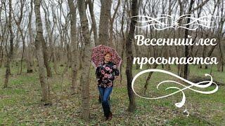 Весенний лес просыпается | Звуки леса | Соловей | Речка, первые цветы | Весенний лес после дождя