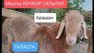 АРАШАН КОЧКОР Жана Кой САТЫЛАТ Тел 0222-29-84-77-Таласта 09/08/24/