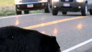 Norman Foote - The Bear Song