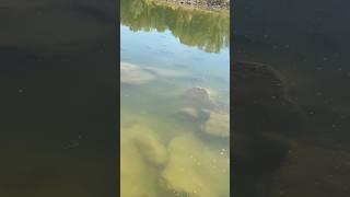 Рыбалка в октябре Fishing in October #fishing #zelimfishing