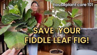 How to Save Your Fiddle Leaf Fig: Fix Yellow Leaves, Drooping, and More - Ficus Houseplant Care 101