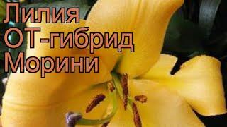 Лилия от-гибрид Морини (lilium ot-hybrid morini)  Морини обзор: как сажать, луковицы лилии Морини