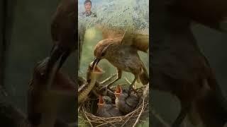 Smart Wild Birds And Black Mumba In Forest