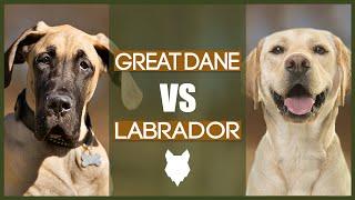 GREAT DANE VS LABRADOR