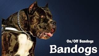 Bandogs - Stelios Sdrolias from On/Off Bandogs
