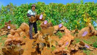 Harvesting Purple Sweet Potatoes Goes To Market Sell - Cooking Taro Soup | Tieu Lien