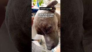 Their Dog Was In Heaven 