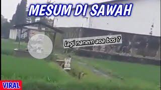 VIRAL PASANGAN MESUM DI PINGGIR SAWAH