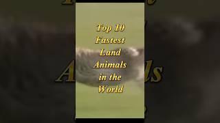 Top 10 Fastest Animals In The World || #shorts #animals #facts