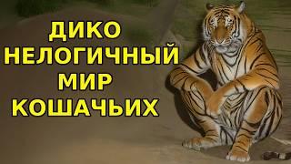 БЕЗУМНАЯ ЛОГИКА МИРА КОШАЧЬИХ