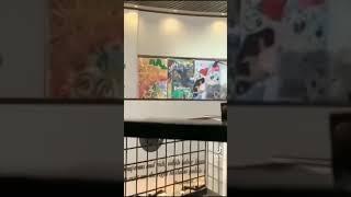 The Scene vs the video