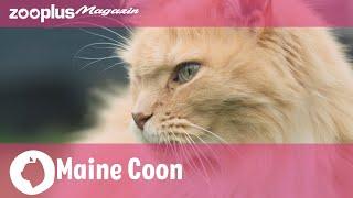 Maine Coon im Rasseporträt: Charakter, Haltung & Pflege | zooplus Magazin