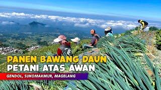 PANEN BAWANG DAUN DI ATAS AWAN !! Pemandangan Alam Desa Gendol, Sukomakmur - Cerita Desa Magelang