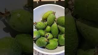 Feijoa 斐济果，新西兰国民水果。新鲜多汁，奇香无比。