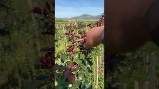 Pruning roses
