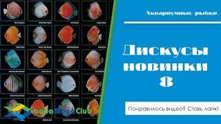 Новинки 8 - Дискусы синие и красные