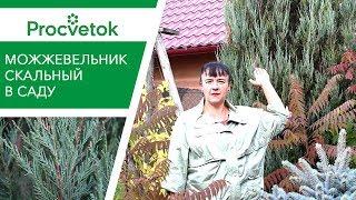 Можжевельник скальный - растет там, где ничего не растет!