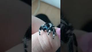 CUTE LITTLE JUMPING SPIDER #cute #tarantula #jumpingspider  #jumpingspiders #spinnen #spider #omg