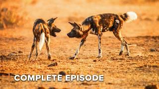 Running with the Pack | WILD DOGS S1 - FULL SEASON MARATHON