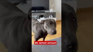 #amstaff #vlog #shorts