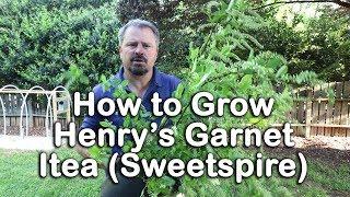 How to grow Henry's Garnet Itea (Virginia Sweetspire)