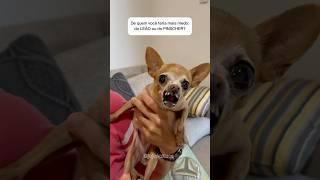 LEÃO X PINSCHER #pinscher #humor #pets #chihuahua #memes