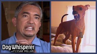 Cesar Millan VS Most Aggressive Dogs! Part 2 | Dog Whisperer Marathon