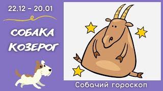 🪐 СОБАЧИЙ ГОРОСКОП: Собака - козерог (юмор)