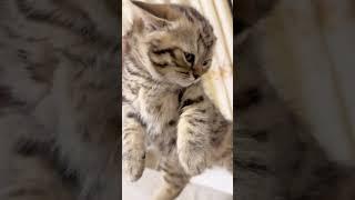 The fifth child secretly beats other cats while Im away its so hateful#Record the daily li